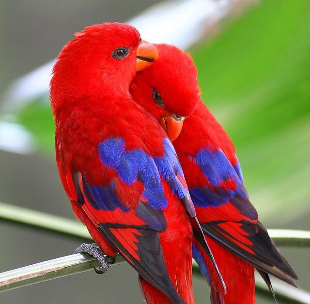 Hình ảnh Chim Vẹt đỏ Trong Hình Minh Họa Phong Cách Poly Thấp PNG , Con Vẹt,  Đầy Màu Sắc, động Vật Hoang Dã PNG miễn phí tải tập tin PSDComment và