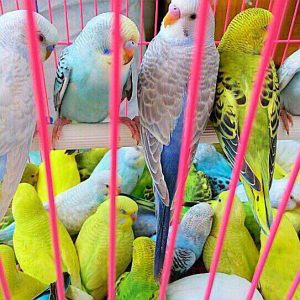 xin giúp mình phân biệt 2 chú chim yến phụng trống và mái | Diễn đàn Nông  nghiệp Việt Nam