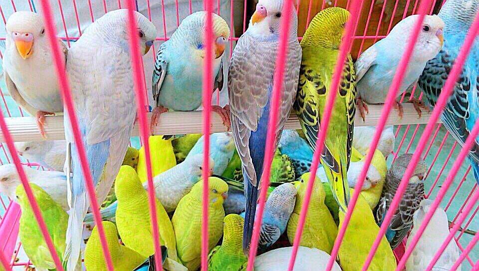 Palm Cockatoo » Vương Quốc Vẹt | PMK