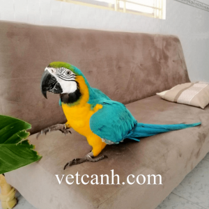 Vẹt Macaw Blue anh Gold