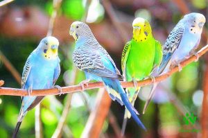 Con chim giả - chim vẹt giả nhiều màu 12cm x 3cm | Shopee Việt Nam