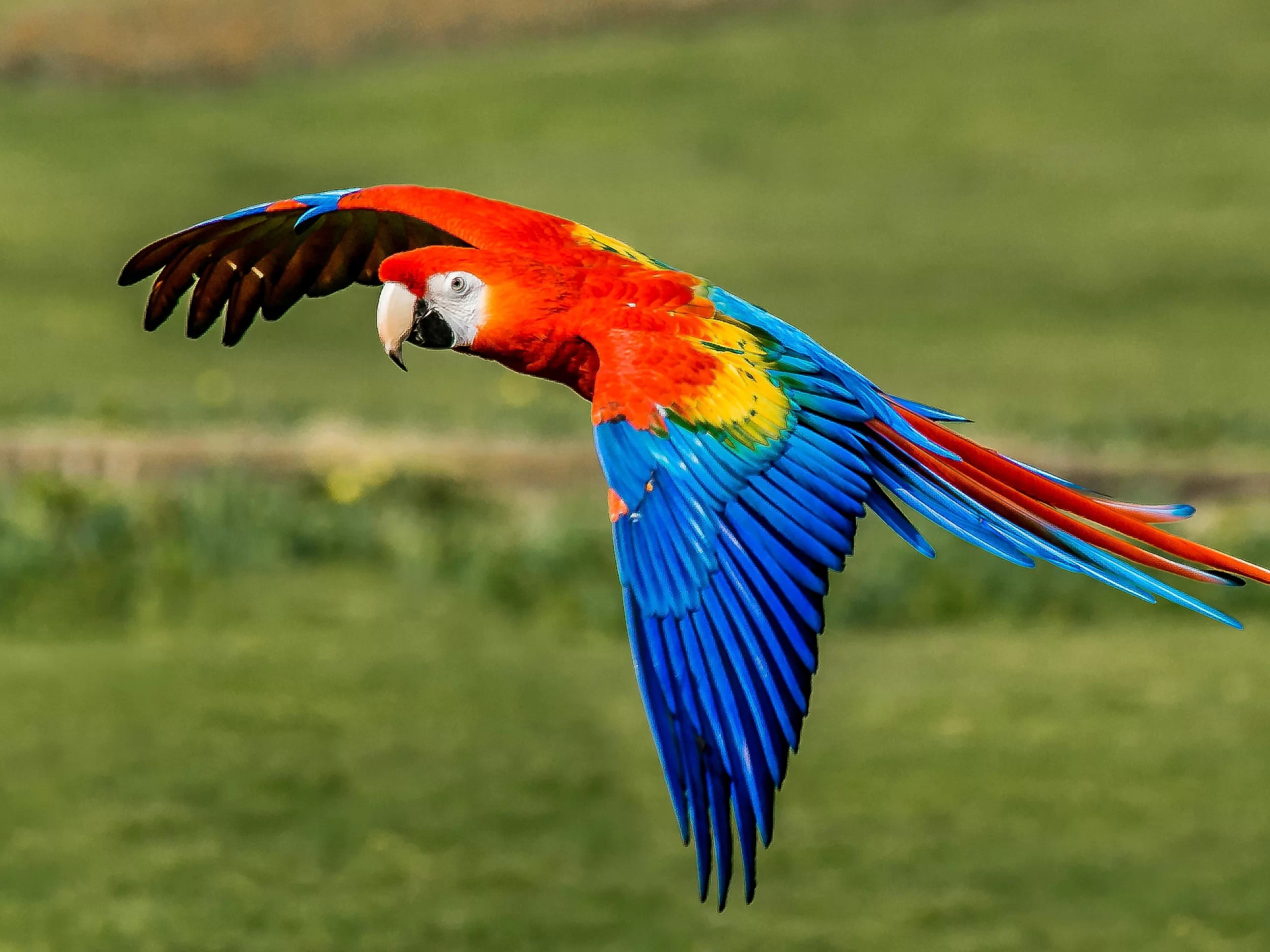 Vẹt Hanhns Macaw | Vẹt Cảnh