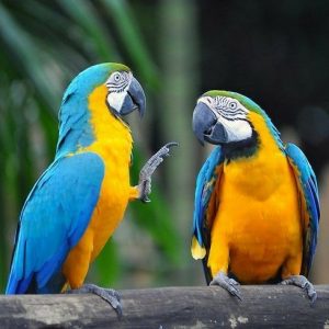 https://www.facebook.com/WonderBirdSpecies/ Blue-and-yellow macaw (Ara  ararauna); South America; IUCN Red List of Threatened… | Macaw parrot, Blue  gold macaw, Macaw