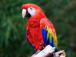 Hình ảnh Nền Hình ảnh Vẹt Macaw, Hình ảnh Vẹt Macaw Vector Nền Và Tập Tin  Tải về Miễn Phí | Pngtree